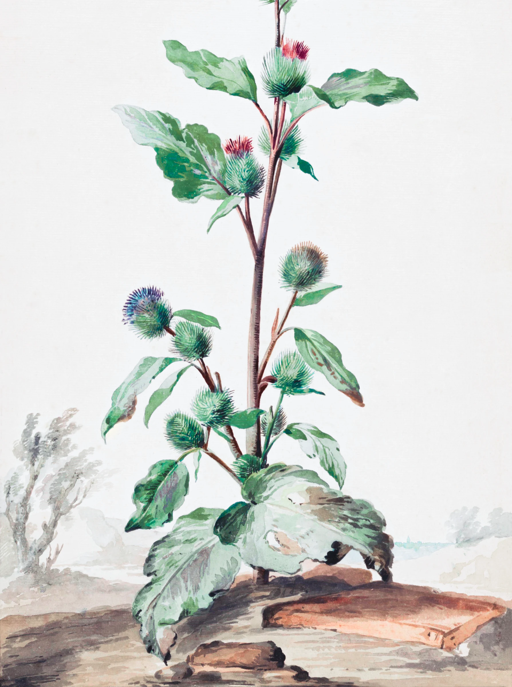 Distel