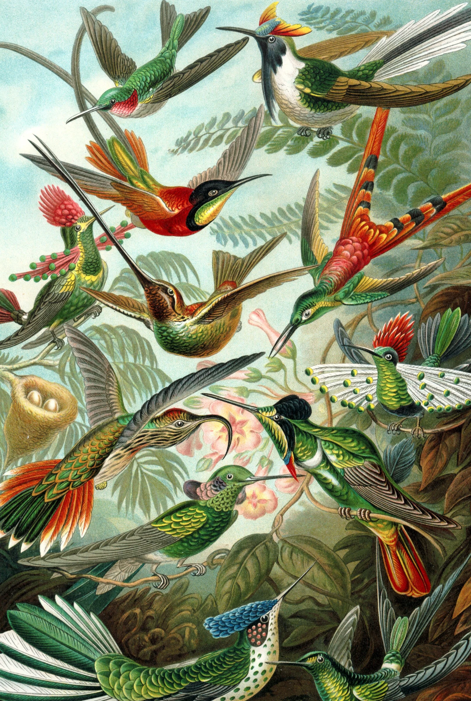 Kolibris's Kunstformen der Natur