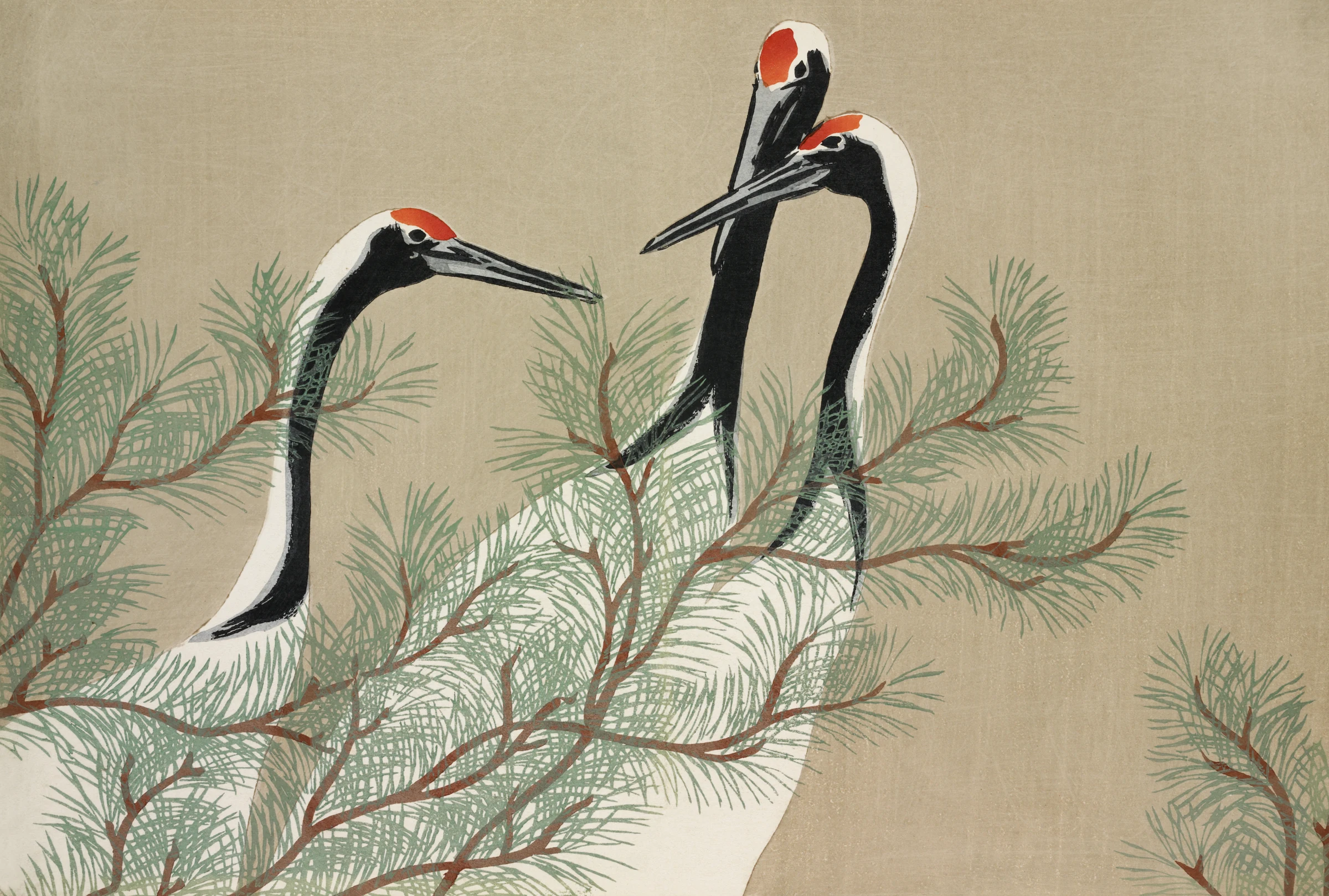 Kraanvogels