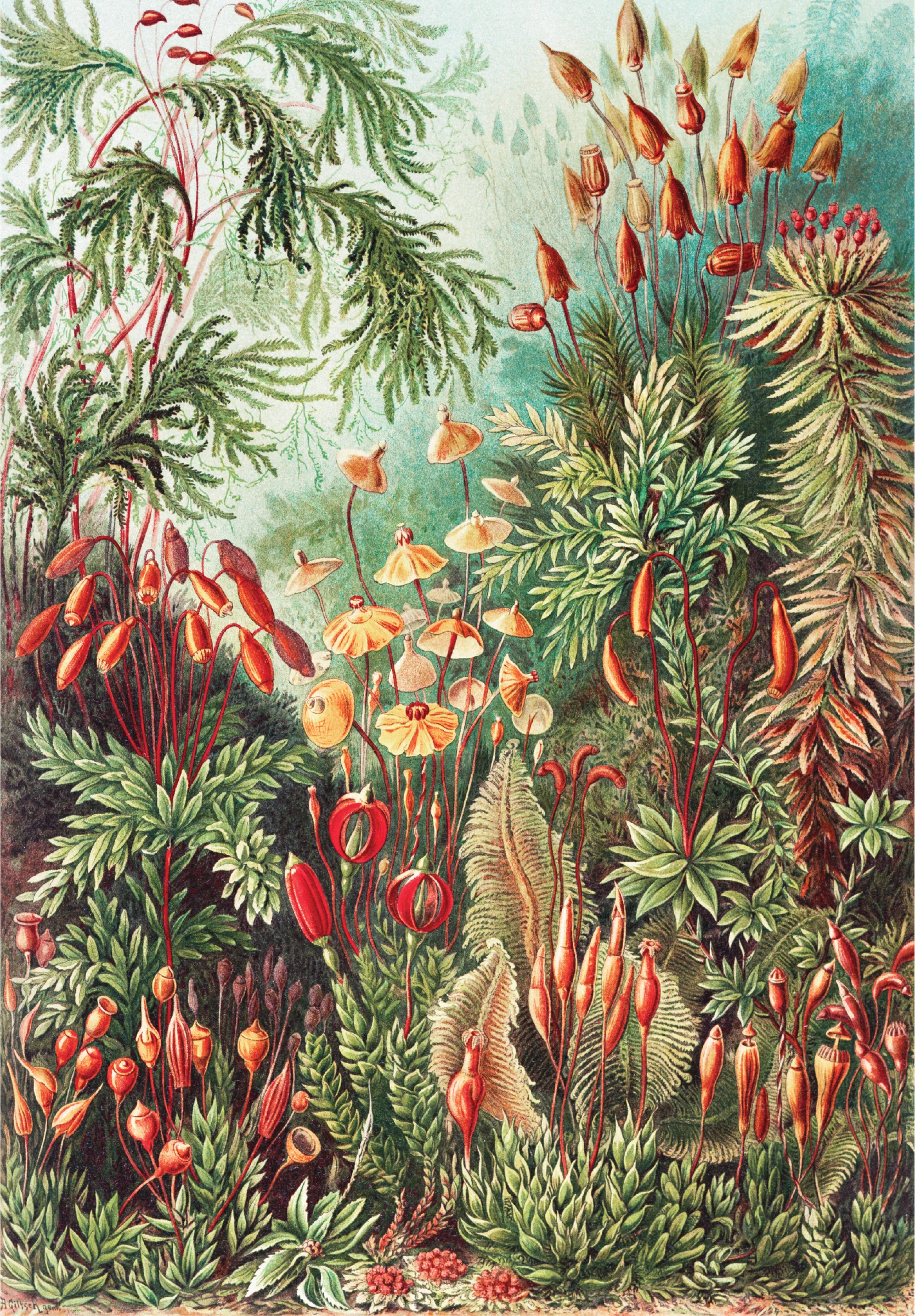 Kunstformen der Natur III