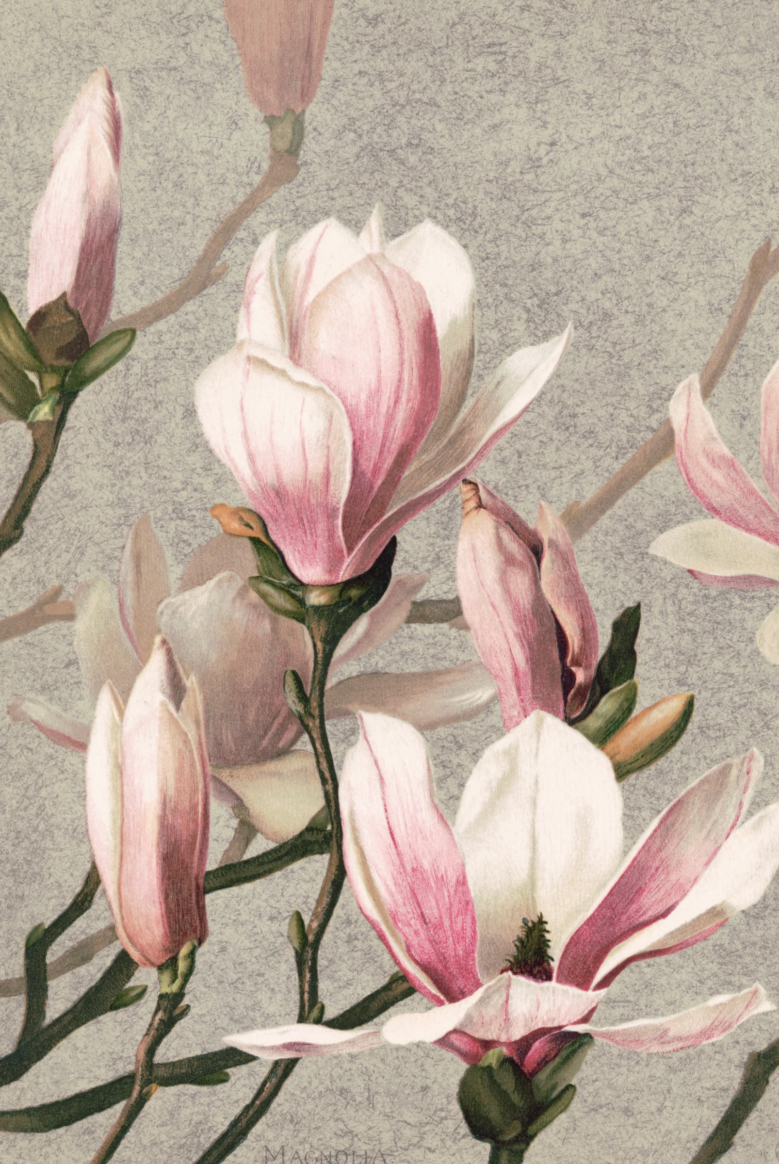 Magnolia