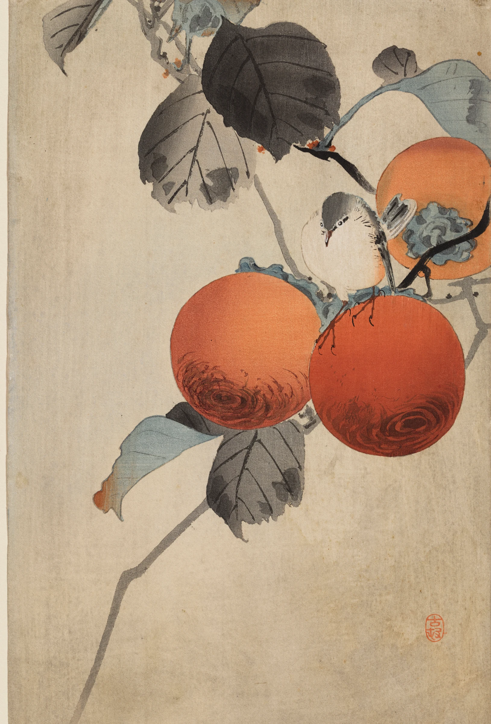 Nuthatcher atop Persimmons