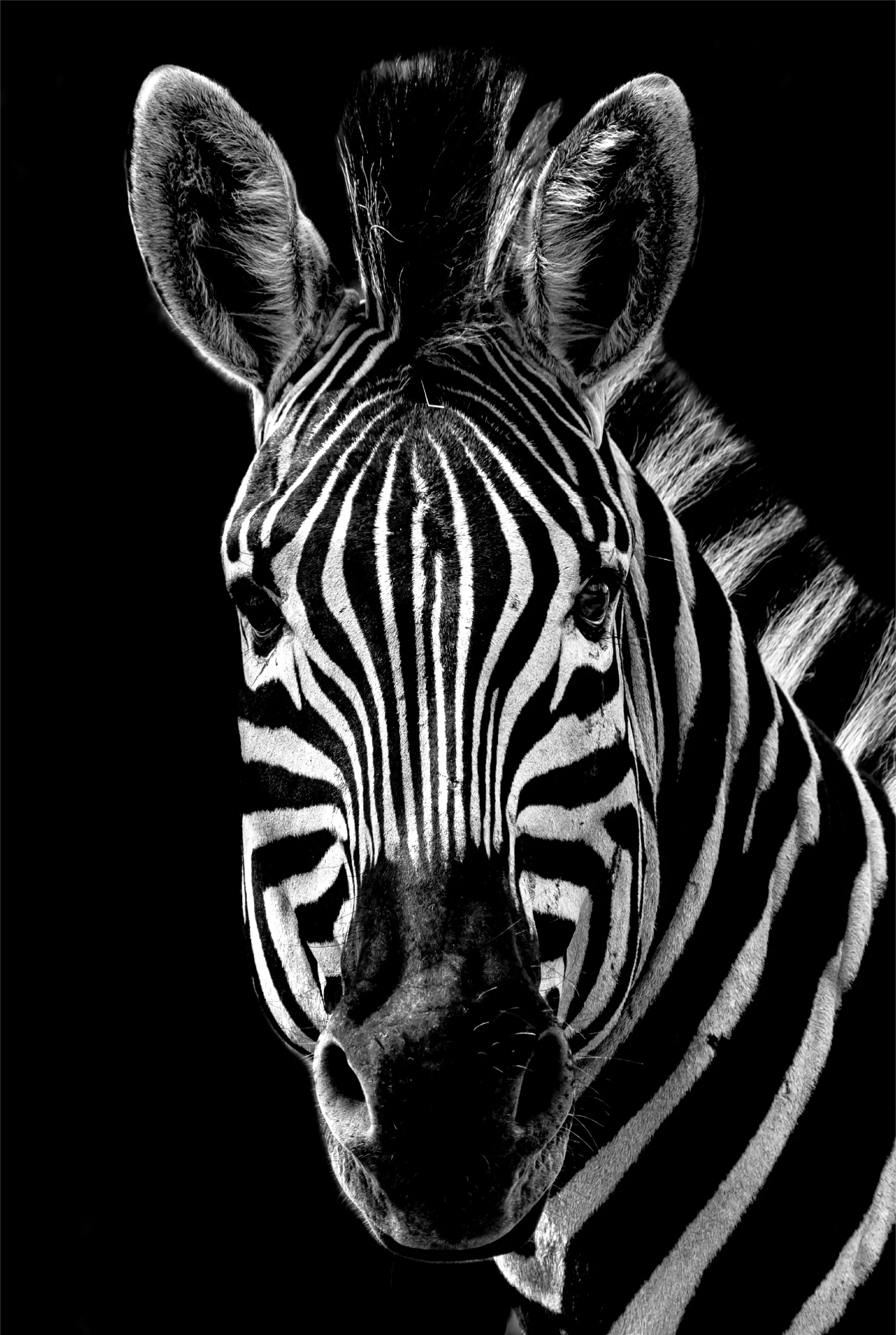 Stijlvolle Zebra