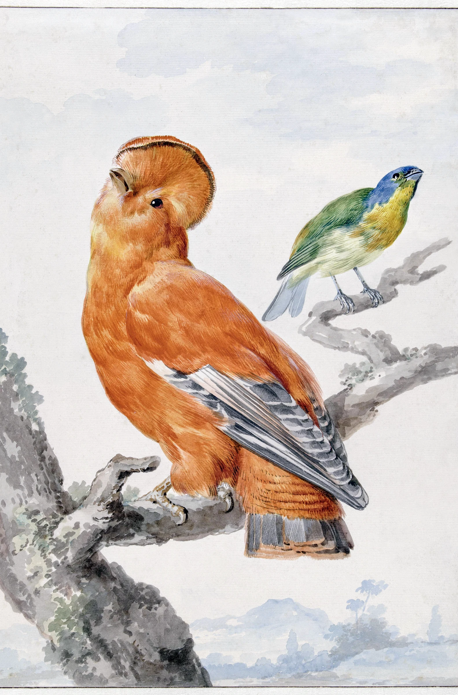 Twee exotische vogels: een Rotshaan en een kleurvink