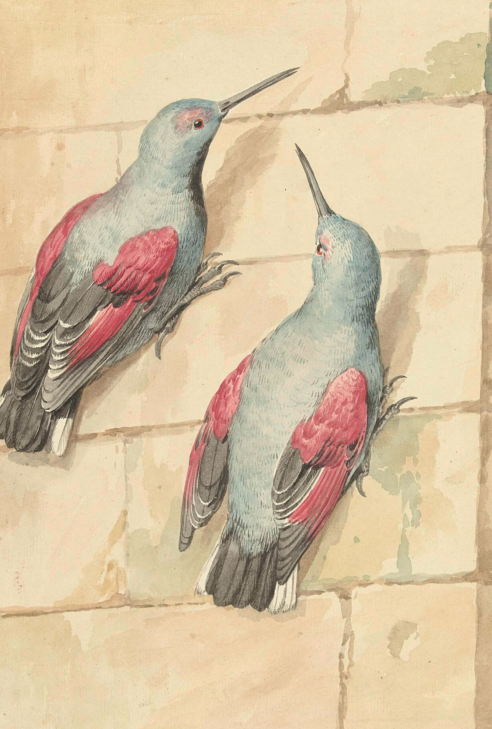 Twee muurkruipers