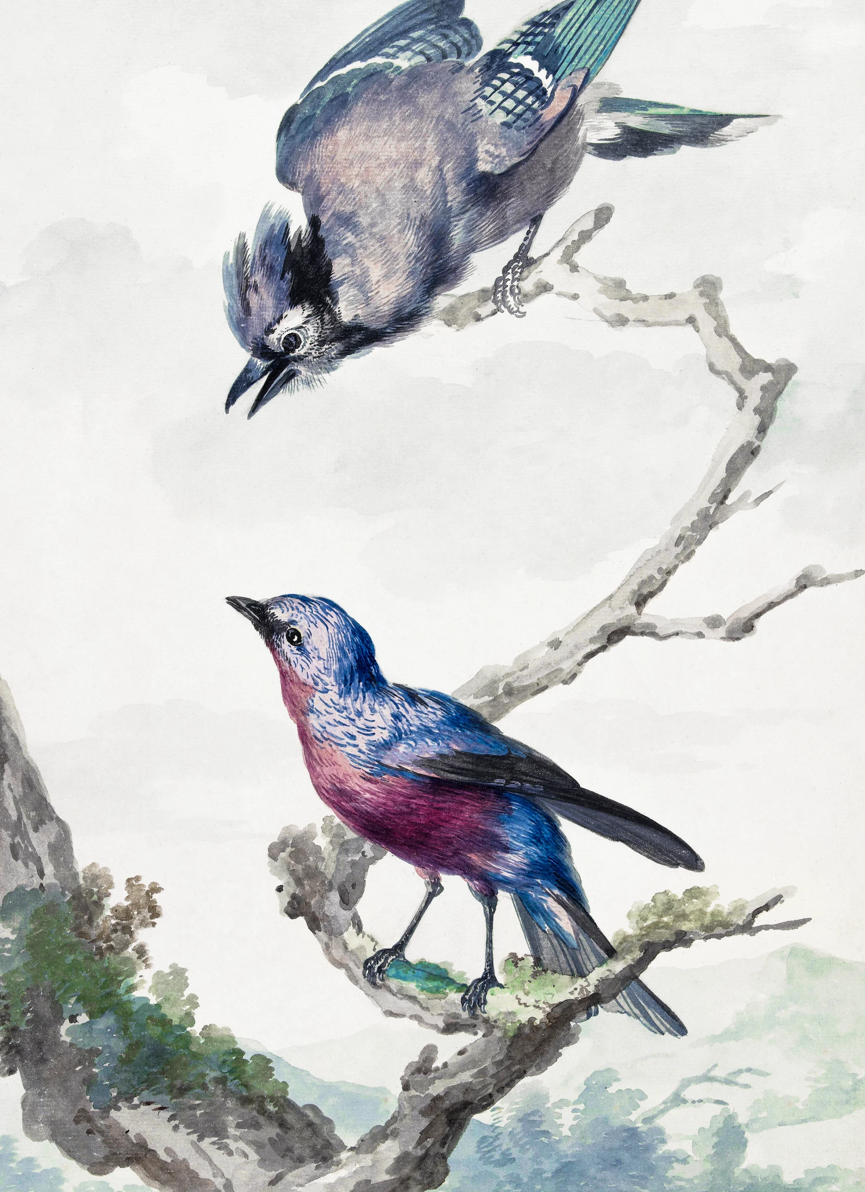 Twee vogels: een blauwe gaai en een paarse borstkas