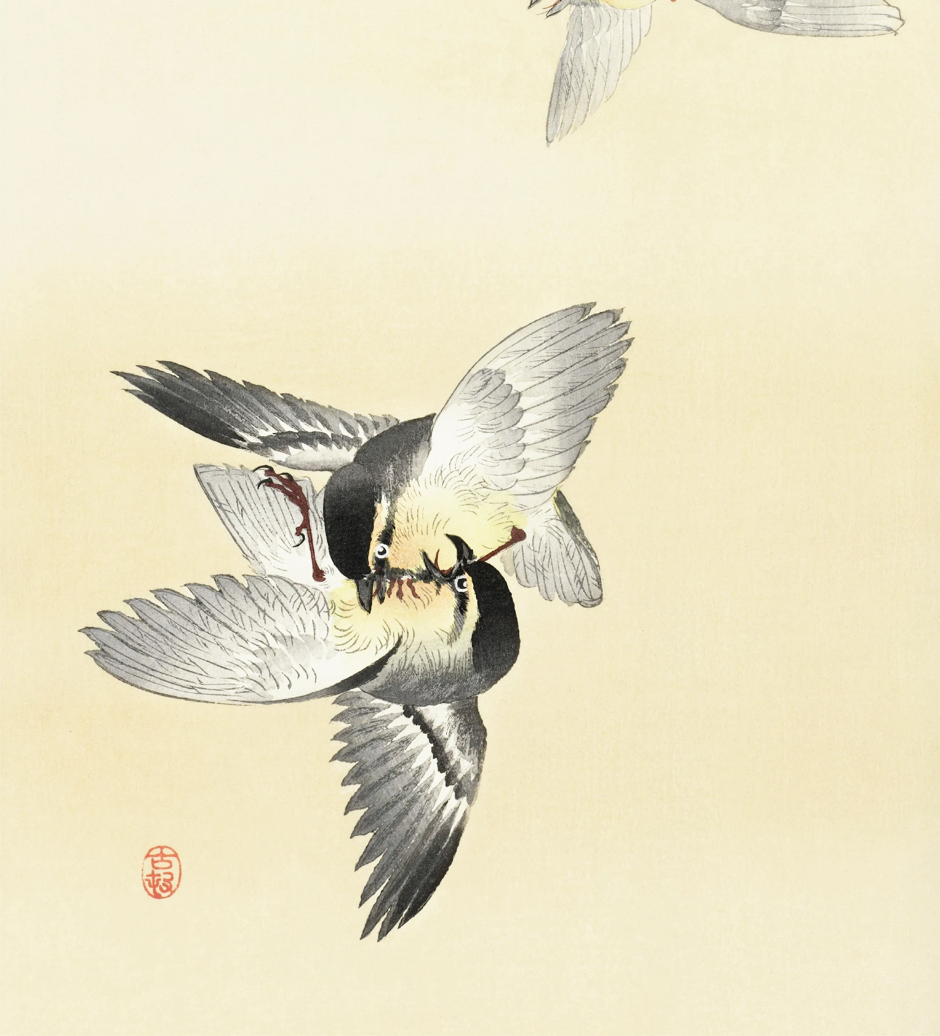 Twee vechtende vogels