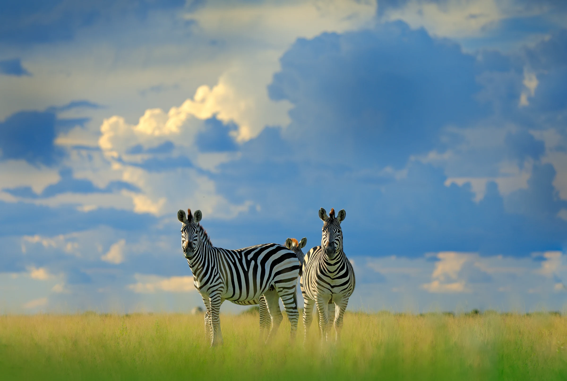 Zebra koppel