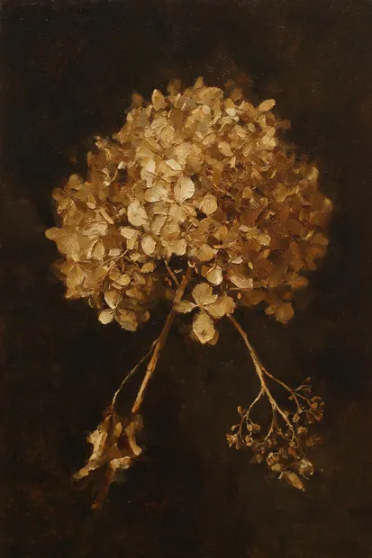 Uitgebloeide hortensia